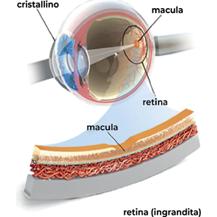 Sezione dell’occhio con evidenza di retina e macula, accompagnata da un ingrandimento degli strati retinici e della loro posizione nella parte posteriore dell’occhio.